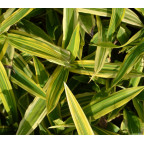 CAREX siderosticha 'Island Brocade'