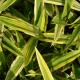 Carex siderosticha 'Island Brocade'