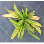 CAREX plantaginea CAREX plantaginea