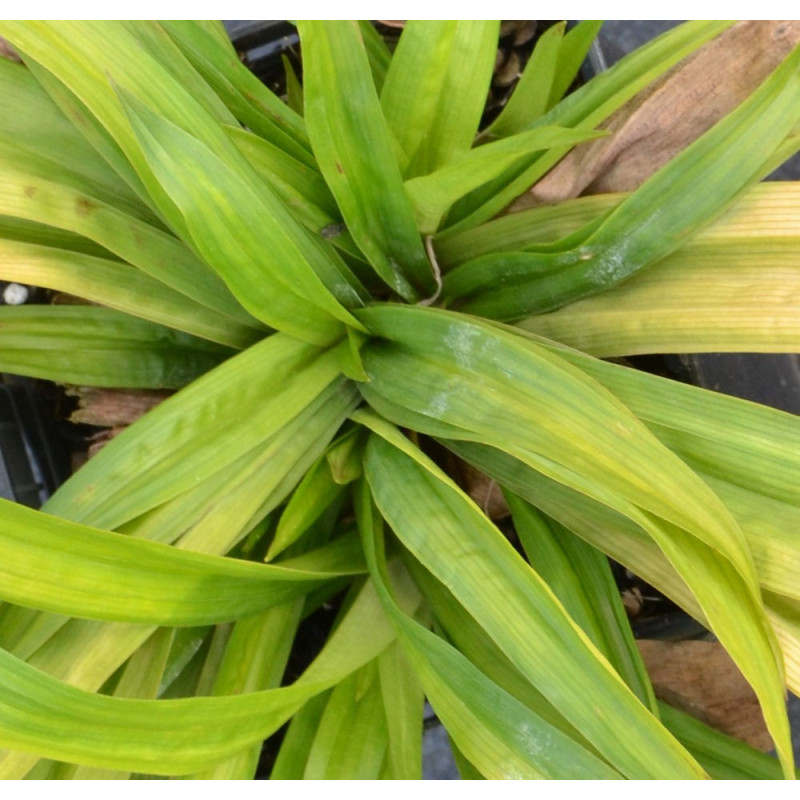 CAREX plantaginea CAREX plantaginea