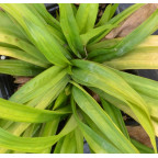 CAREX plantaginea CAREX plantaginea