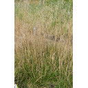 DESCHAMPSIA cespitosa \'Bronzeschleier\'