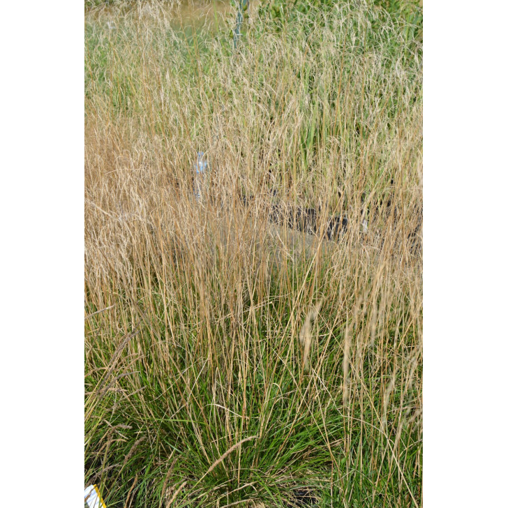 DESCHAMPSIA cespitosa 'Bronzeschleier'