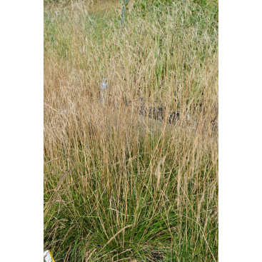DESCHAMPSIA cespitosa \'Bronzeschleier\'