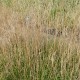 DESCHAMPSIA cespitosa 'Bronzeschleier'