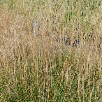 DESCHAMPSIA cespitosa &#039;Bronzeschleier&#039;