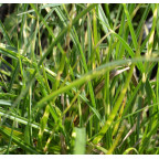 MISCANTHUS sinensis 'Little Zebra'