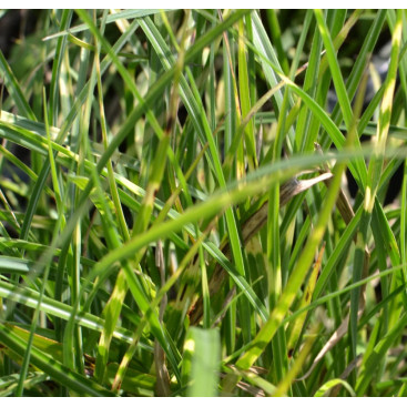 MISCANTHUS sinensis \'Little Zebra\'