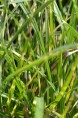 MISCANTHUS sinensis 'Little Zebra'