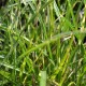 MISCANTHUS sinensis 'Little Zebra'