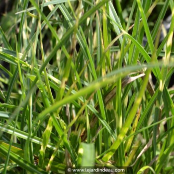 MISCANTHUS sinensis &#039;Little Zebra&#039;