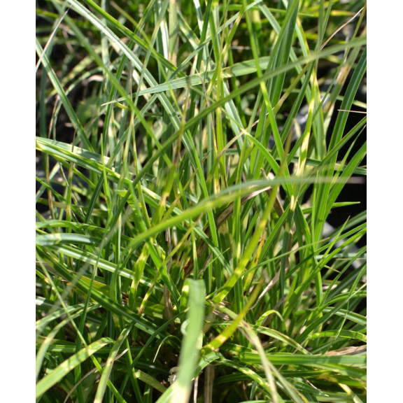 MISCANTHUS sinensis 'Little Zebra'