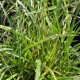 MISCANTHUS sinensis 'Little Zebra'