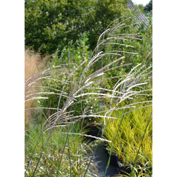 MISCANTHUS sinensis 'Richard Hansen'