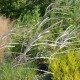 MISCANTHUS sinensis 'Richard Hansen'