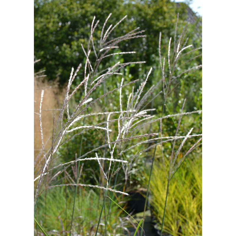 MISCANTHUS sinensis 'Richard Hansen'