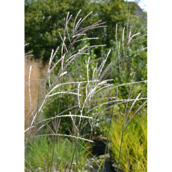 MISCANTHUS sinensis 'Richard Hansen'