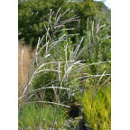 MISCANTHUS sinensis 'Richard Hansen'
