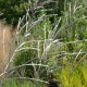 MISCANTHUS sinensis 'Richard Hansen'