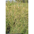 MOLINIA caerulea subsp. arundinacea MOLINIA caerulea subsp. arundinacea