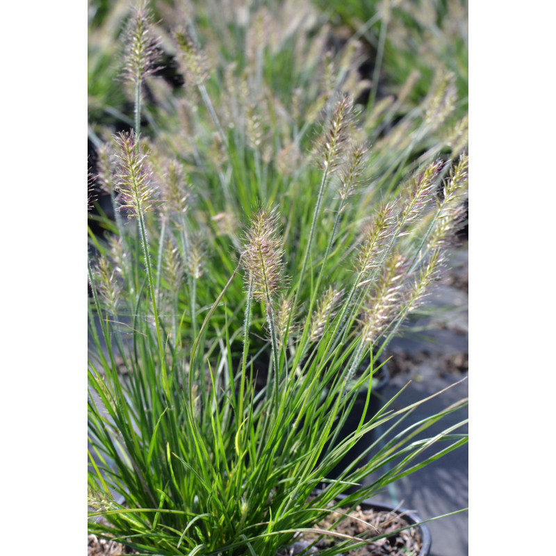 PENNISETUM alopecuroides 'Little Bunny'