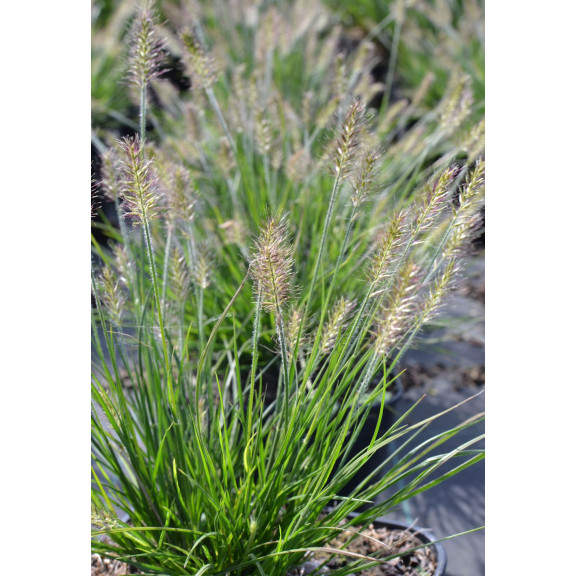 PENNISETUM alopecuroides 'Little Bunny'
