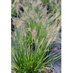 PENNISETUM alopecuroides 'Little Bunny'