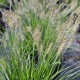 PENNISETUM alopecuroides 'Little Bunny'