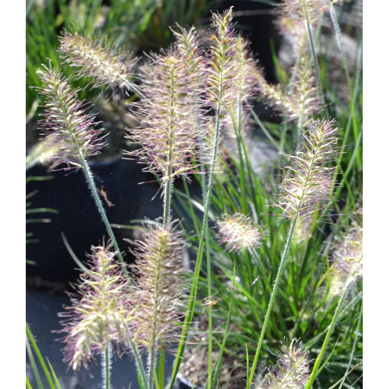 PENNISETUM alopecuroides 'Little Bunny'