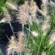 PENNISETUM alopecuroides 'Little Bunny'