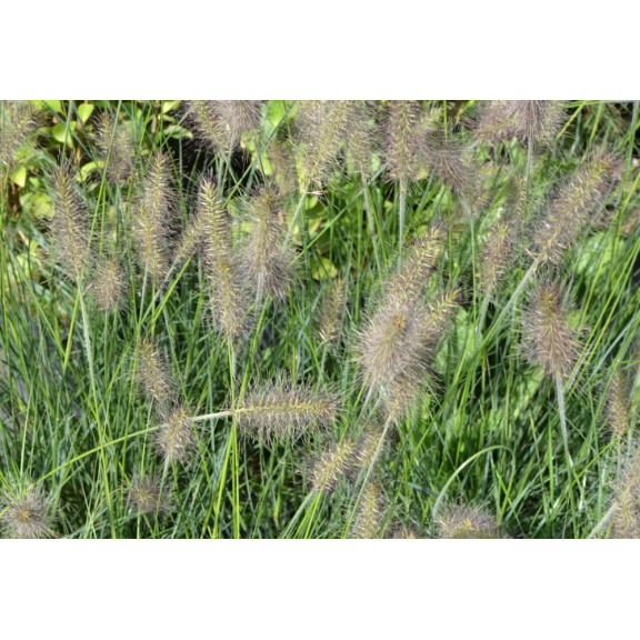 PENNISETUM alopecuroides 'Gelbstiel'