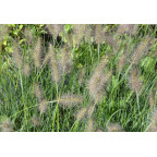 PENNISETUM alopecuroides 'Gelbstiel'