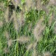 PENNISETUM alopecuroides 'Gelbstiel'