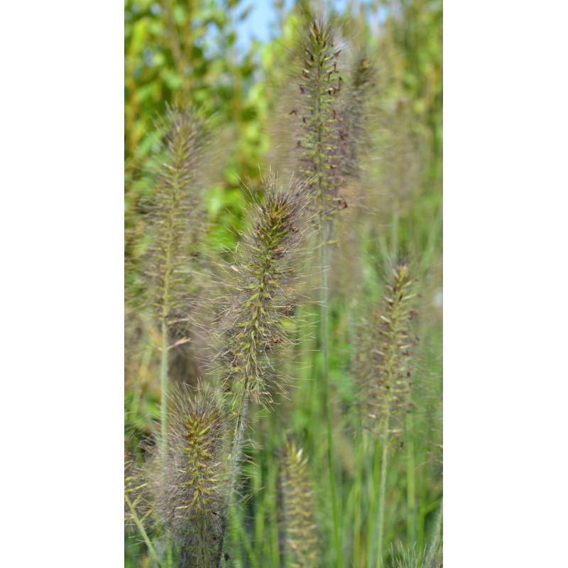 PENNISETUM alopecuroides 'Gelbstiel'