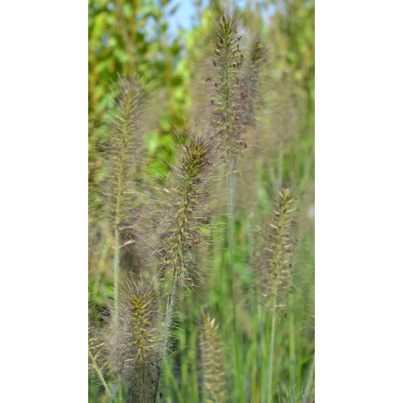 PENNISETUM alopecuroides 'Gelbstiel'