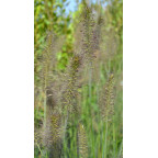 PENNISETUM alopecuroides 'Gelbstiel'
