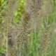 PENNISETUM alopecuroides 'Gelbstiel'