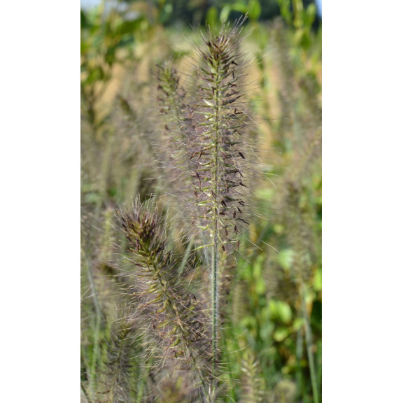 PENNISETUM alopecuroides 'Gelbstiel'
