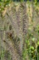PENNISETUM alopecuroides 'Gelbstiel'