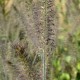 PENNISETUM alopecuroides 'Gelbstiel'