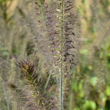 PENNISETUM alopecuroides &#039;Gelbstiel&#039;