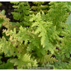 ATHYRIUM filix-femina