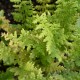 ATHYRIUM filix-femina