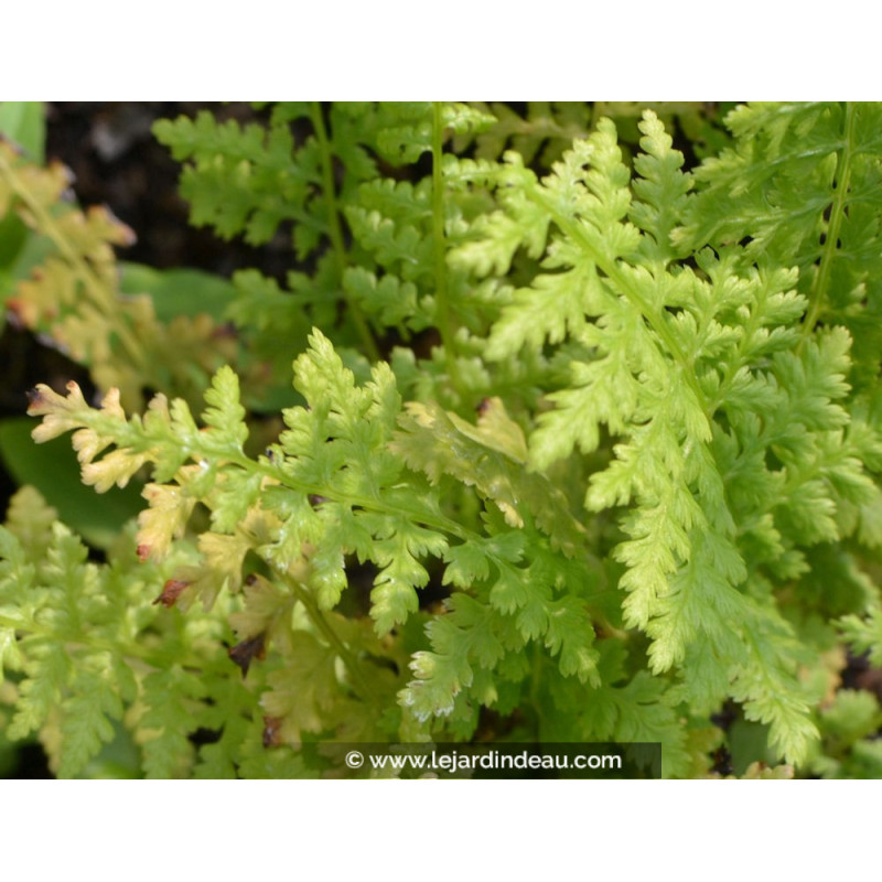 ATHYRIUM filix-femina