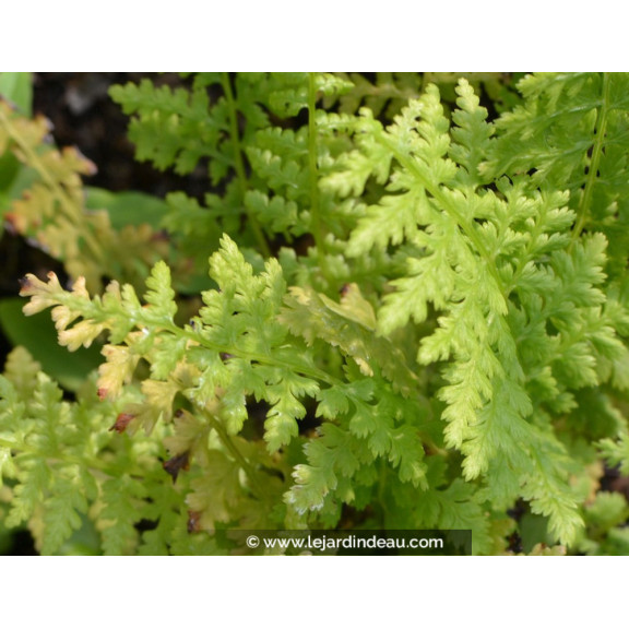 ATHYRIUM filix-femina