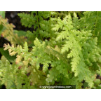 ATHYRIUM filix-femina