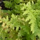 ATHYRIUM filix-femina