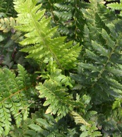 POLYSTICHUM aculeatum