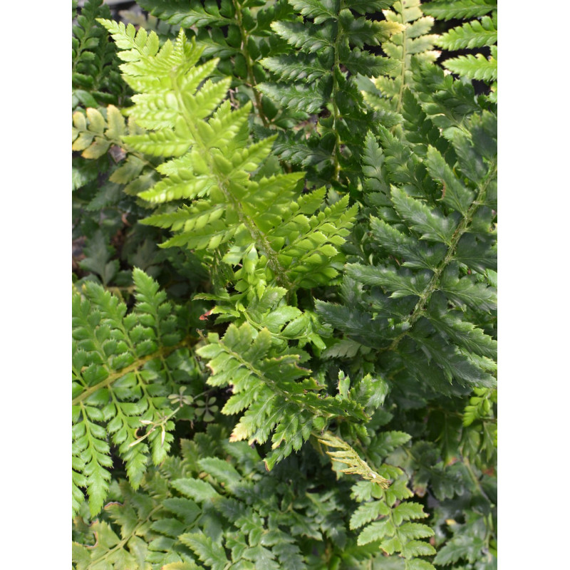 POLYSTICHUM aculeatum POLYSTICHUM aculeatum