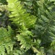 POLYSTICHUM aculeatum